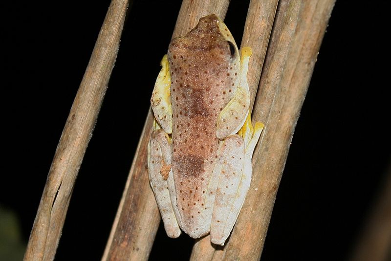 File:Harlequin Tree Frog (Rhacophorus pardalis)5.jpg