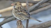 Thumbnail for File:Harris's Sparrow (8133671012).jpg