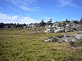 Bel ensemble de roches granitiques polies par les glaciers (roches moutonnées) dans la haute vallée de la Biourière.