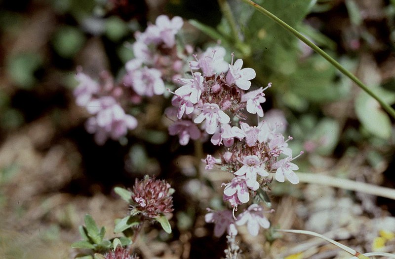 File:Hautes-Alpes Col Agnel Fleurs 071986 - panoramio (2).jpg