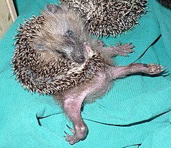 A hedgehog self-anointing Hedgehog self-anointing.jpg