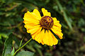 Helenium cultivar.