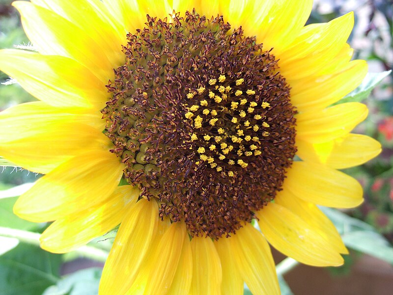 File:Helianthus annuus 4.jpg