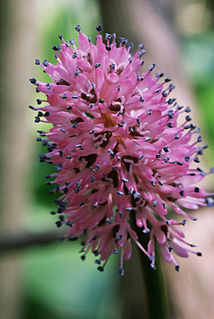 <i>Helonias</i> Genus of flowering plants