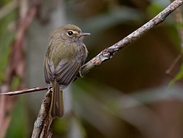 Тітіріджі сіроволий (Hemitriccus diops)