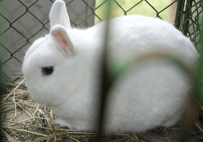 File:Hermelin rabbit.jpg