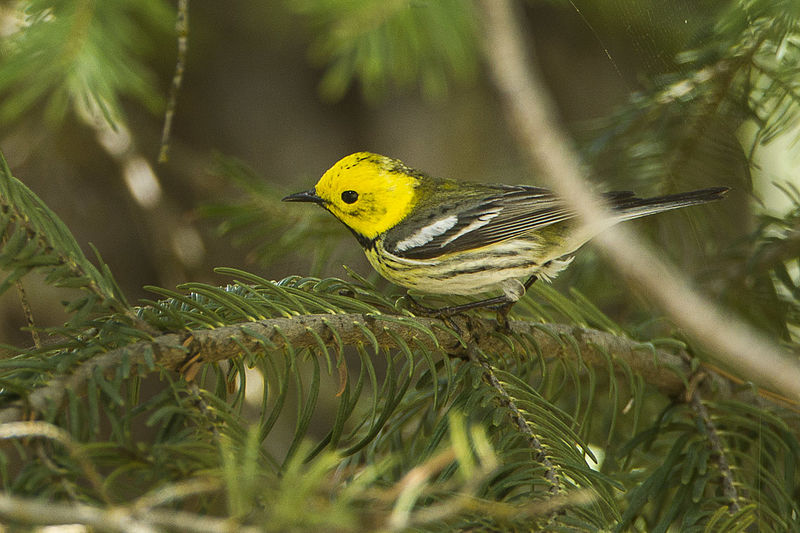 File:Hermit Warbler - Sisters - Oregon S4E8215 (18604904774).jpg