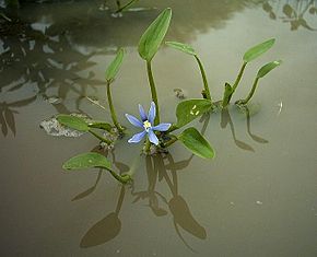 Descrição da imagem Heteranthera limosa.jpg.