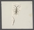 Heterotoma - Print - Iconographia Zoologica - Special Collections University of Amsterdam - UBAINV0274 041 01 0028.tif