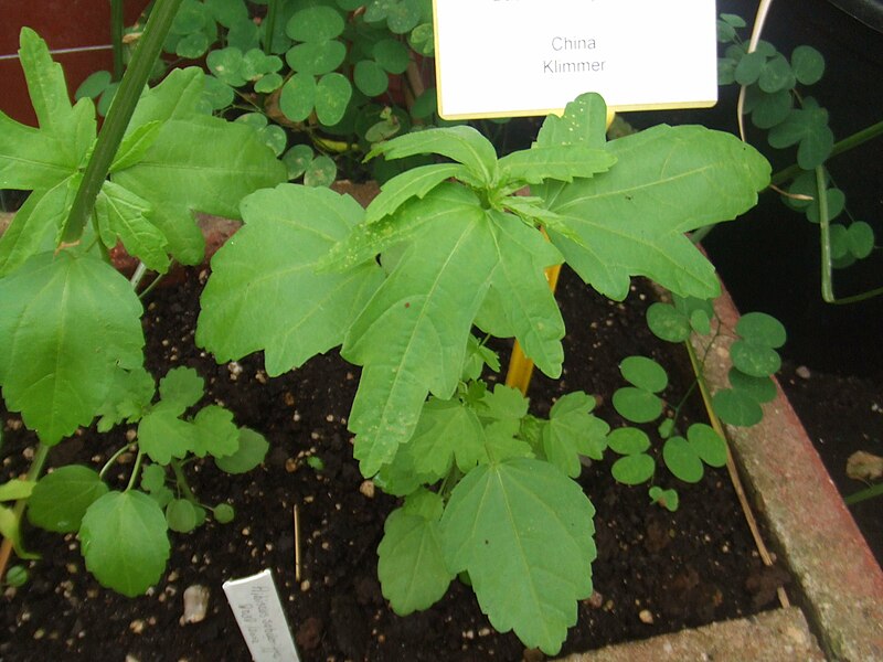 File:Hibiscus sabdariffa2.jpg