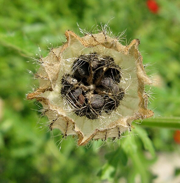 File:Hibiscus trionum 3.jpg