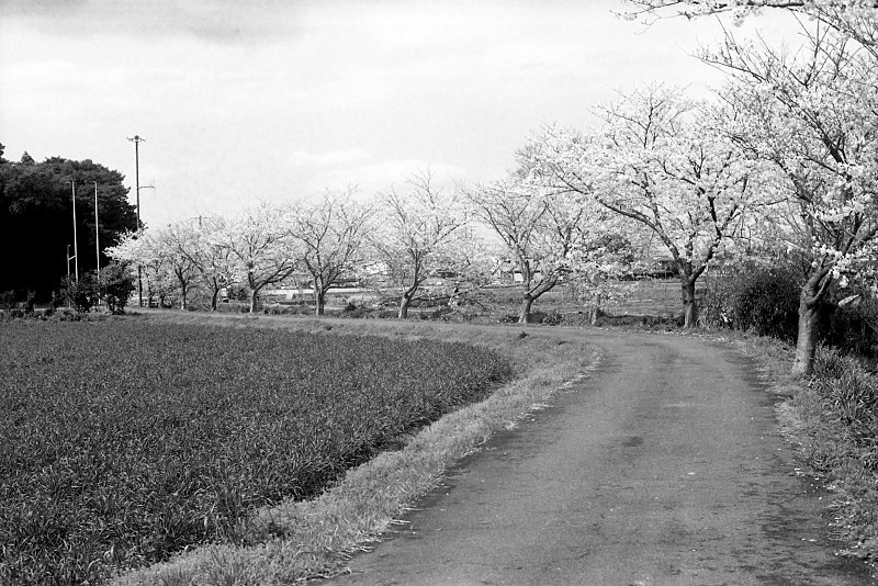 File:Hirucho, Matsusaka, Mie Prefecture 515-2105, Japan - panoramio.jpg