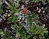 Hog Cranberry & Thorn Lichen spotted in Wellfleet