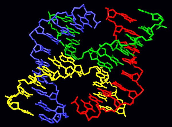 Molecular structure of a Holliday junction.