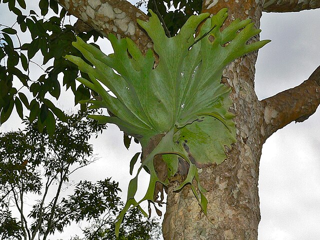 File:Holttum's_Staghorn_-_Platycerium_holttumii_(7105572791).jpg