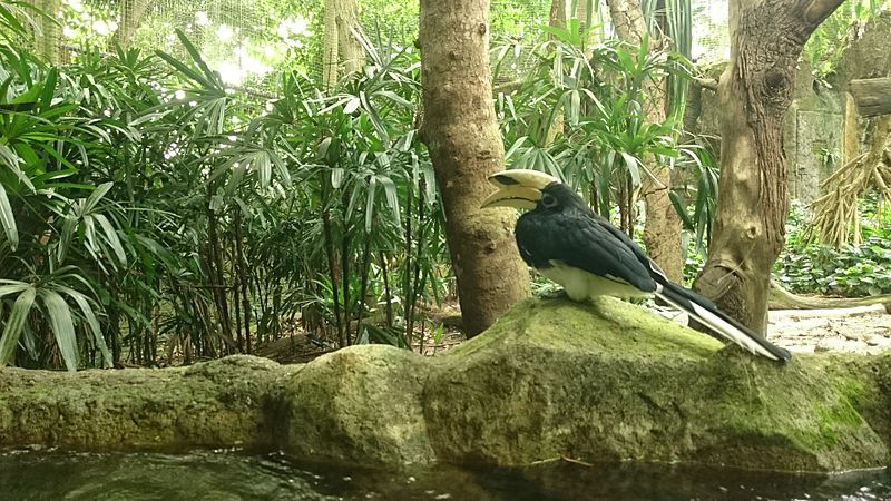 File:Hornbill 1.JPG