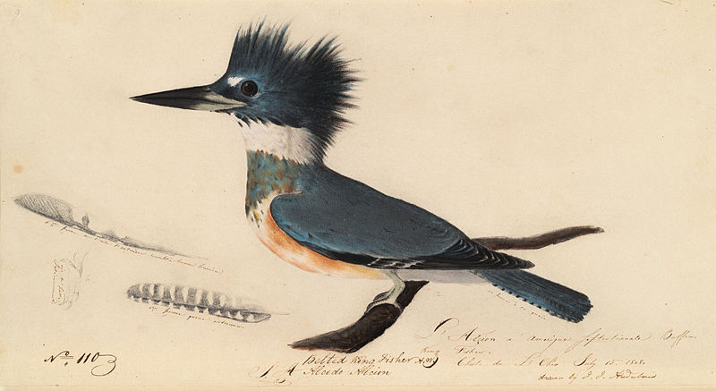 File:Houghton MS Am 21 (50) - John James Audubon, belted kingfisher.jpg