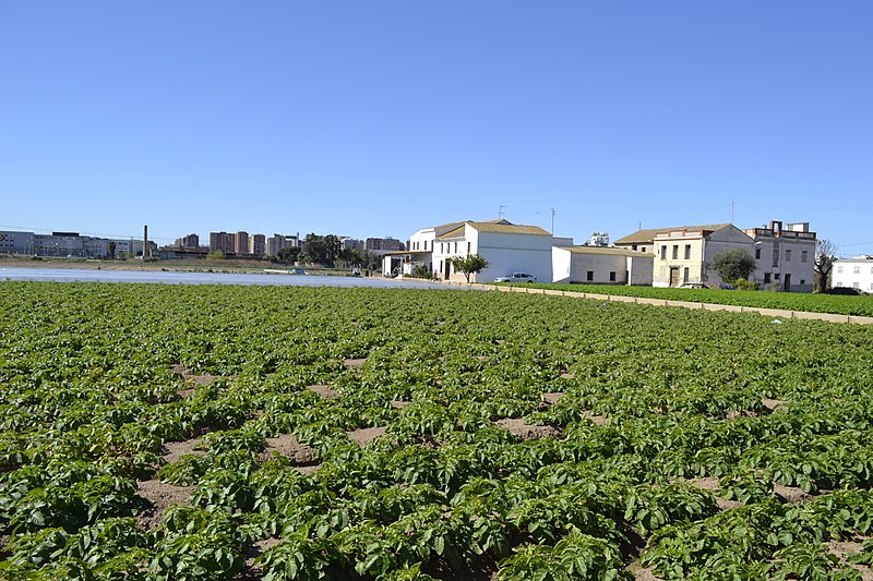 File:Huerta en el Camí de Farinós.JPG