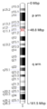 Human chromosome 05 - 550 bphs.png