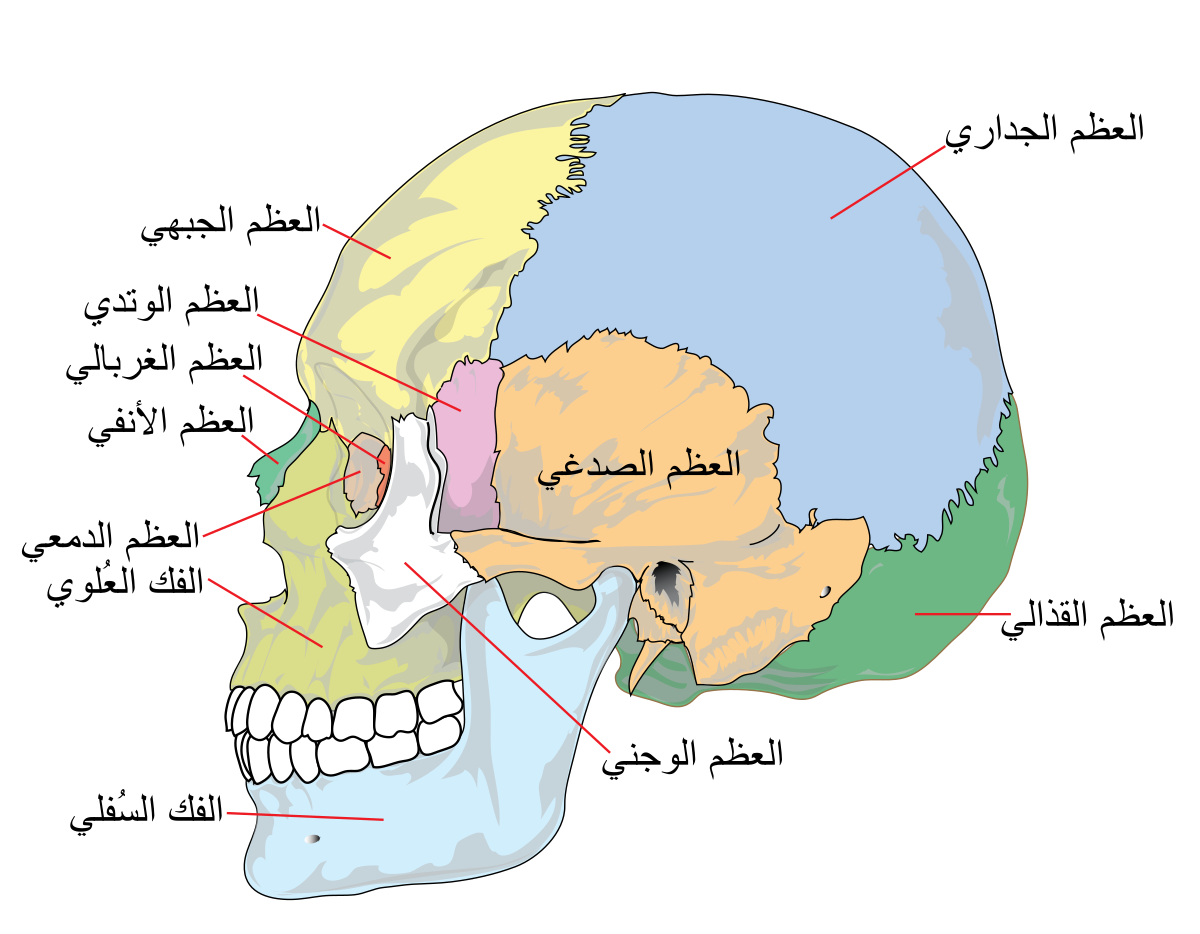 تشريح أجهزة جسم الأنسان بالتفصيل 1200px-Human_skull_side_simplified_%28bones%29-ar.svg