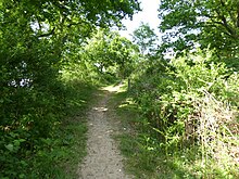 Hurston Warren (1) .jpg