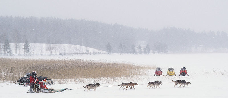 File:Huskies mushing at Lake Terminal Kuopio Airport.jpg