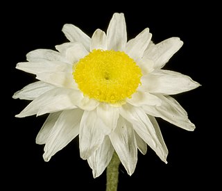 <i>Hyalosperma</i> Genus of flowering plants