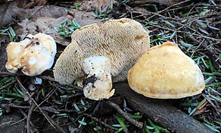 <i>Hydnum albidum</i> Species of fungus