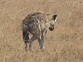 Hyena Crocuta crocuta in Tanzania 3357 cropped Nevit.jpg