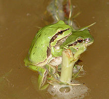 Hyla savignyi02.jpg