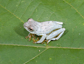 Descrição da imagem Hyperolius ocellatus.jpg.