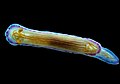 Hypselodoris katherinae 01.jpg