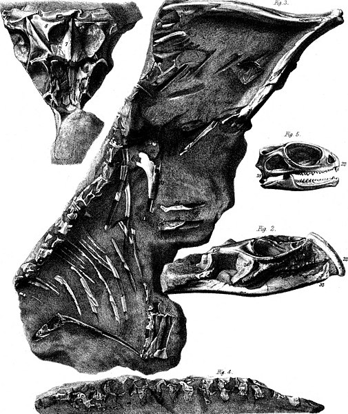 File:I. On the Dicymodont Reptilia, with a Description of Some Fossil Remains Brought by H. R. H. Prince Alfred from South Africa, November 1860. II. On the Pelvis of the Dicynodon. III. Notice of a Skull (14759106676).jpg