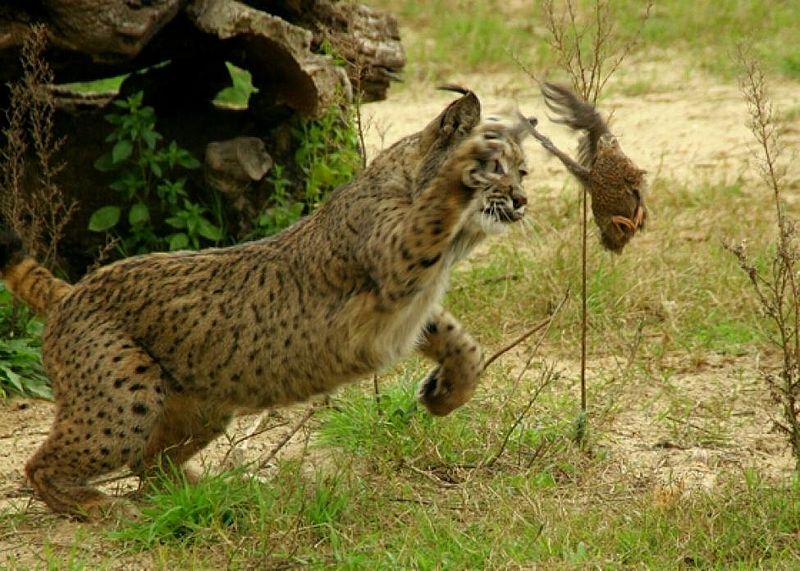 Fișier:Iberian Lynx catching his prey.jpg