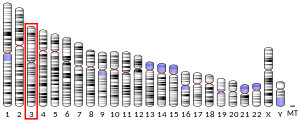 Ideogram human chromosome 3.svg