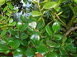 <i>Ilex perado</i> Species of plant