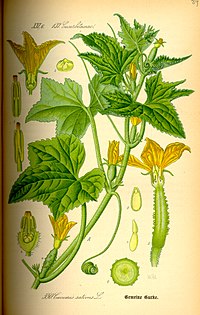 Illustration_Cucumis_sativus0.jpg