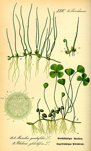 Pilularia og Marsilea