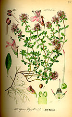 Ilustración Thymus serpyllum0.jpg