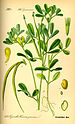 Illustration Trigonella foenum-graecum0.jpg
