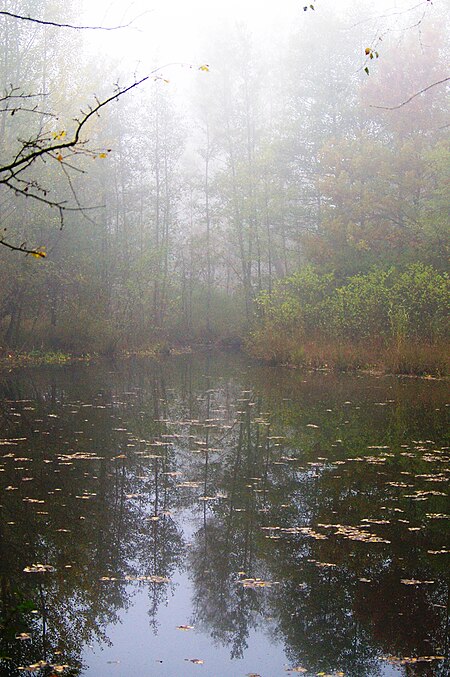 Im Bürmooser Moor