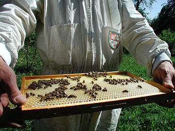 דבורים בתהליך בניית התאים על תבניות השעוונית