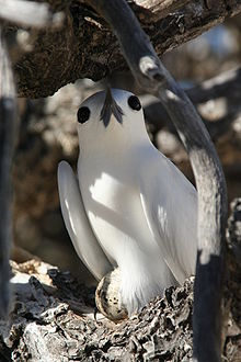 A brooding white tern (Gygis alba). Incubating white tern.jpg