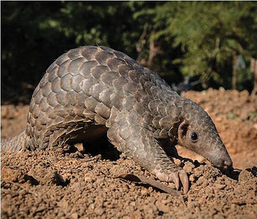 Indian pangolin (Manis crassicaudata) - oo 246940 (cropped to A)