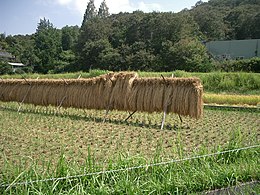 Rizsföld aratás után, Hyogo, Japán