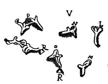 The stapes, as first described by Giovanni Filippo Ingrassia (Labeled M, bottom right). Ingrassia stapes noback.jpg