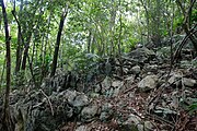 Intact habitat of Sphaerodactylus callocricus.