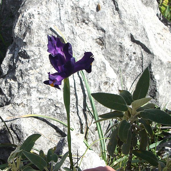 File:Iris sp. (ixphium^) - Flickr - gailhampshire.jpg