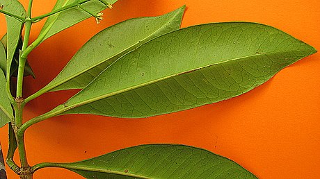 Ixora muelleri