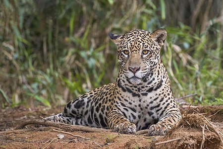 Onça (Panthera onca palustris), Rio Piquiri, Parque Estadual Encontro das Águas, Mato Grosso do Sul, Brasil - foto por Charlesjsharp